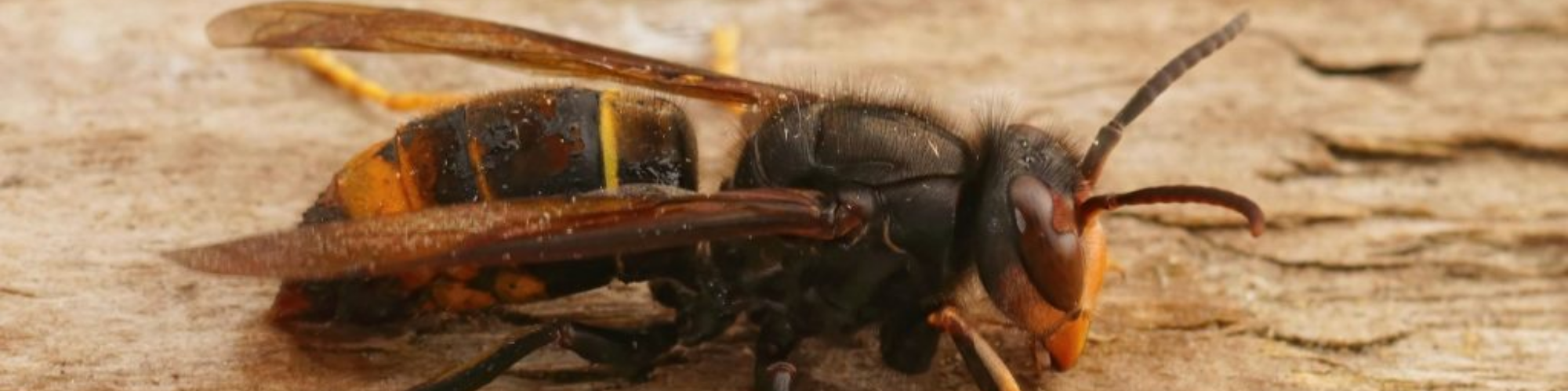 🌍🐝 BIODIVERSITÉ: Lutte contre le frelon à pattes jaunes plus communément appelé frelon asiatique 🐝🌍