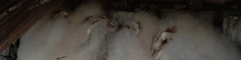 Sauvetage en hauteur : solidarité pour une nichée de chouettes effraies !
