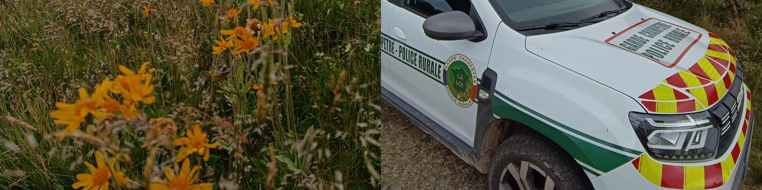 🌿 Focus sur la préservation de l'arnica montana dans le massif des Vosges 🌎🌳