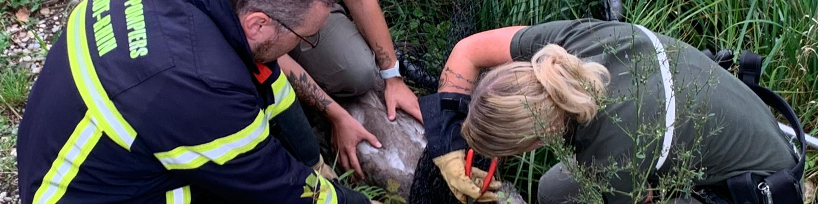 🌿 Intervention au canal de Huningue : un cygne libéré