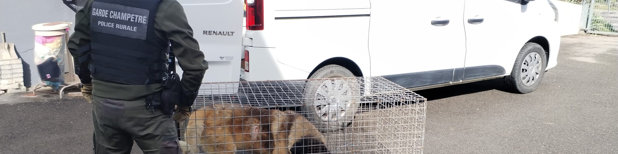 🐾 Fin de cavale pour un chien fugueur dans la plaine d’Alsace