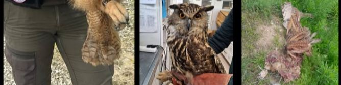 🦉 Toutes les histoires ne se terminent pas toujours bien…