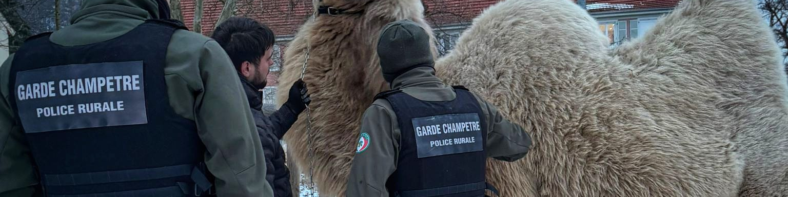 Un chameau sous la neige alsacienne