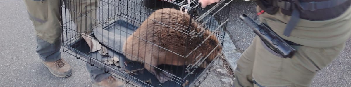 Sauvetage d’un castor d’Europe par les gardes champêtres d’Alsace