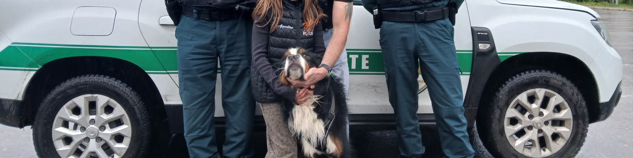 🐾 **FIN D’UNE LONGUE ERRANCE POUR ROGUE : RETROUVÉ APRÈS 18 JOURS** 🐾